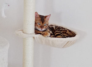 MrTarzan & Co – Une aventure pleine de câlins et de dilemmes 😸